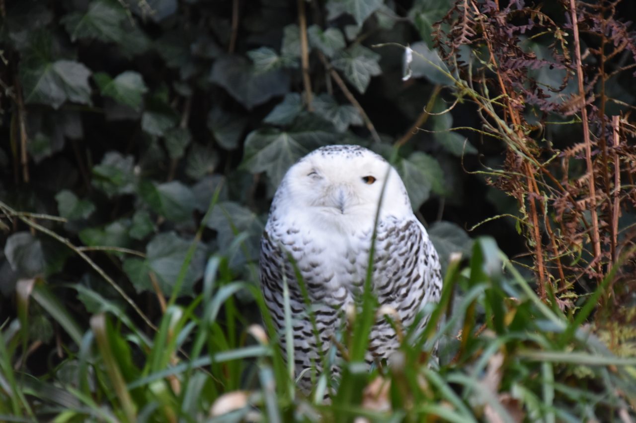 Uilen Bubo scandiacus